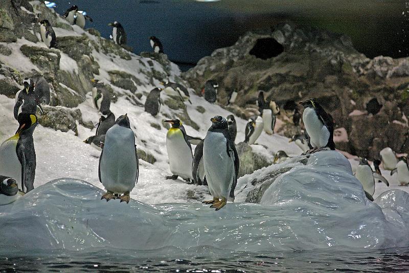 Pinguin - Co10.jpg